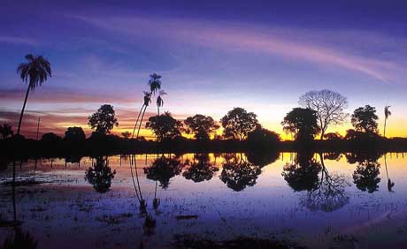 imagem foto pantanal